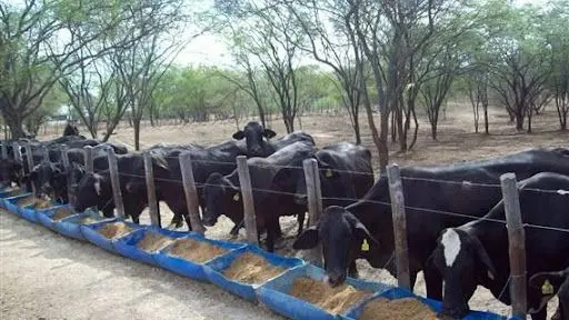 Imagem da notícia: Pecnordeste 2023 terá a Buiatria como uma das atrações
