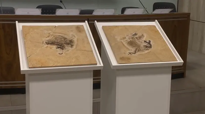 Imagem da notícia: Fóssil do Ubirajara jubatus chega ao Ceará e irá compor acervo de museu no Cariri