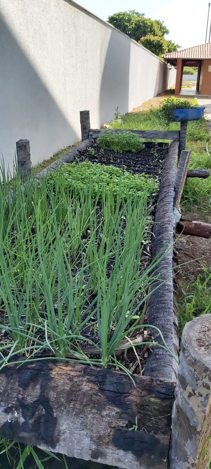 Produtos da horta cultivada por estudantes na EEMTI Jaime Tomaz de Aquino são usados na merenda escolar