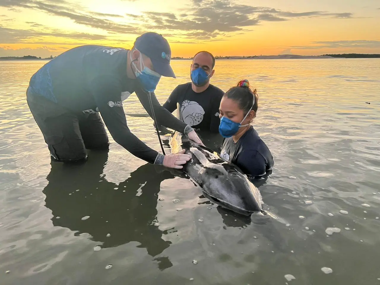 Imagem da notícia: Golfinho morre após ficar encalhado em trecho de praia de Camocim, no Ceará