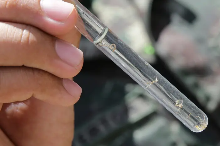 Imagem da notícia: Retorno da dengue tipo 3 é ameaça para crianças e jovens no Ceará; entenda alerta de especialistas