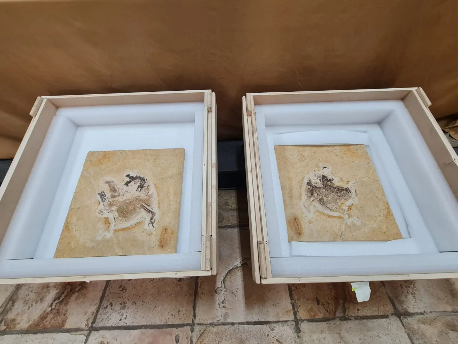 Imagem da notícia: Ubirajara jubatus entra em exposição no Geopark Araripe, no Crato