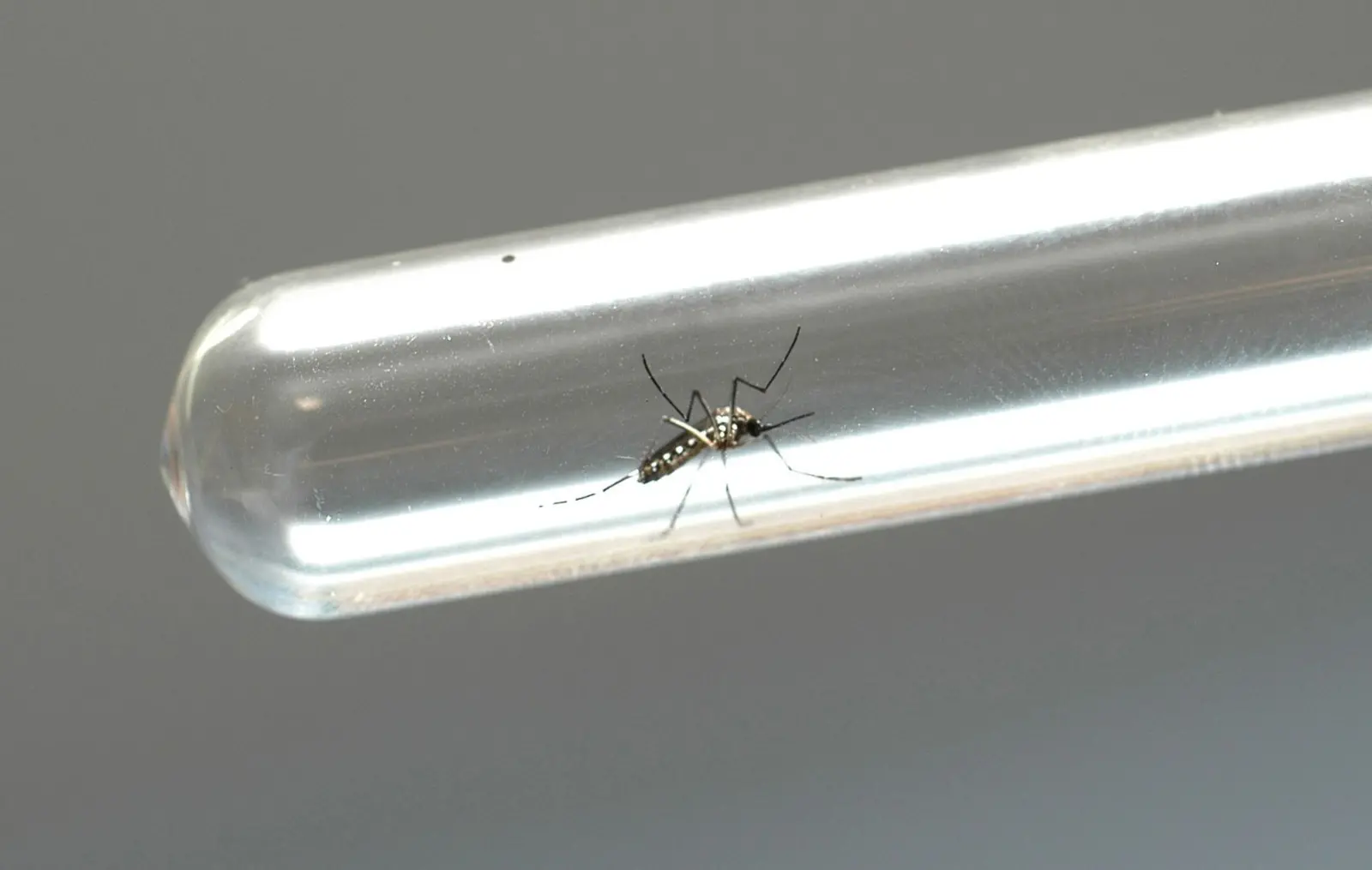 Imagem da notícia: Nova vacina contra a dengue deve chegar ao Ceará até julho; veja valores
