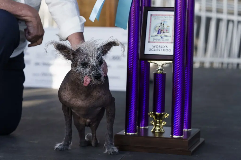 Imagem da notícia: Cão de crista chinês ganha concurso de cachorro mais feio do mundo nos Estados Unidos