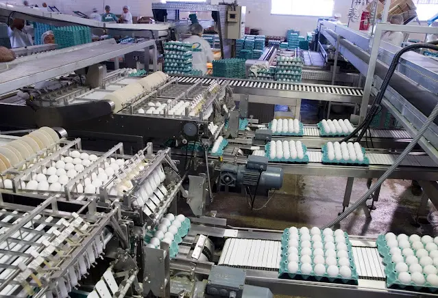 Imagem da notícia: Cearense Avine Alimentos celebra 31 anos de atividade no mercado