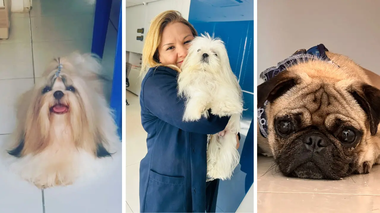 Imagem da notícia: Pele de tilápia é aplicada em cirurgias de córneas em cães e gatos no Ceará; uso humano é avaliado