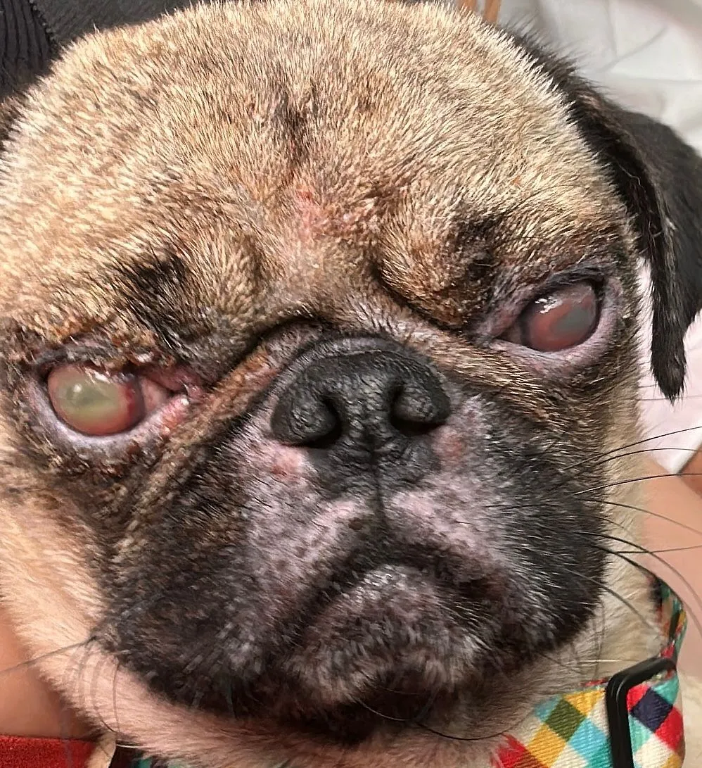 Pug Nelson foi abandonado devido ao quadro clínico