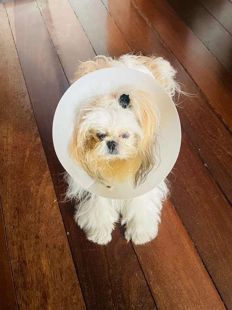 Ozzy foi operado devido à úlcera e não teve nenhuma sequela