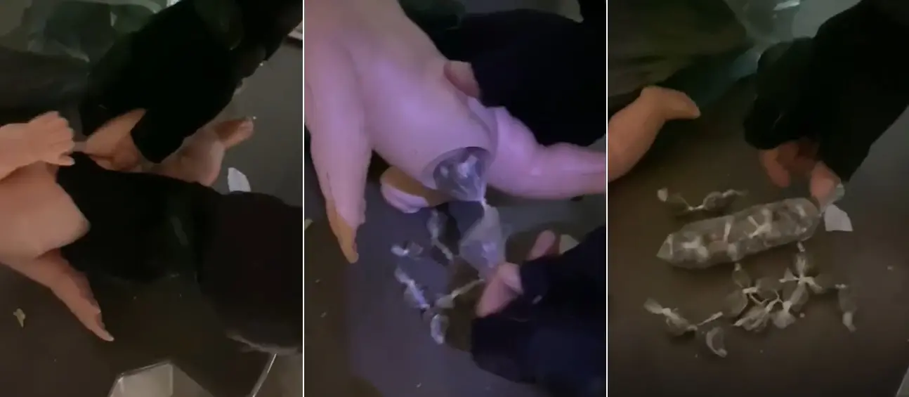 Imagem da notícia: Polícia Militar apreende droga dentro de boneca no Interior do Ceará; veja vídeo