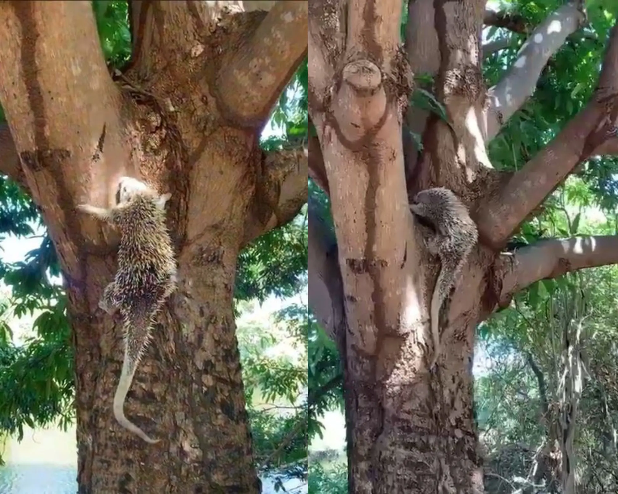 Imagem da notícia: Porco-espinho da espécie 'quandu de baturité' é resgatado de residência em Tauá; veja vídeo