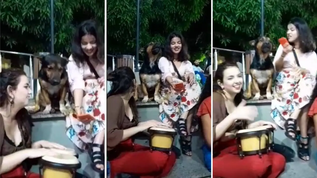 Imagem da notícia: Cachorro 'canta' Luiz Gonzaga durante festival de música em Viçosa do Ceará; veja vídeo