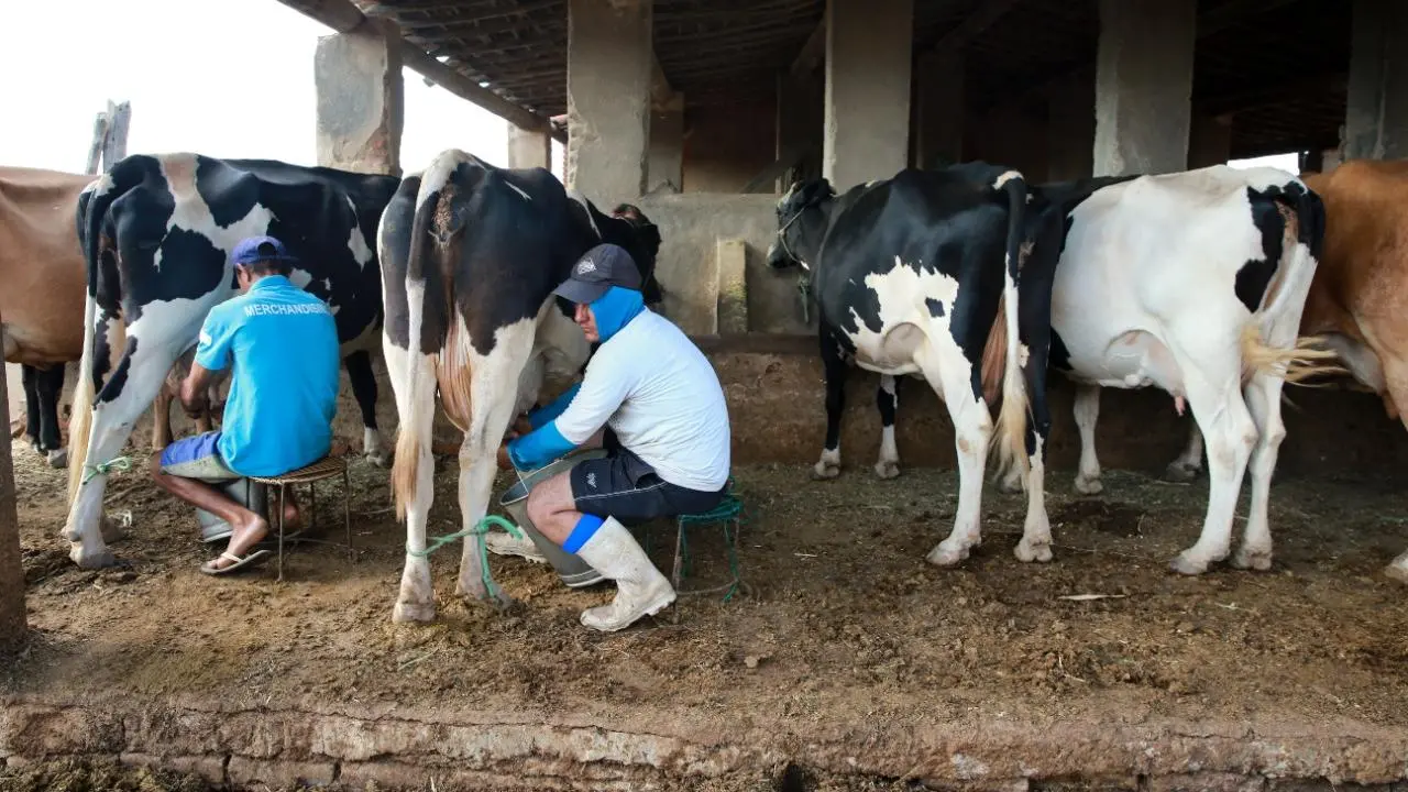 Imagem da notícia: Produção de leite cresce, mas cresceria mais com melhores estradas