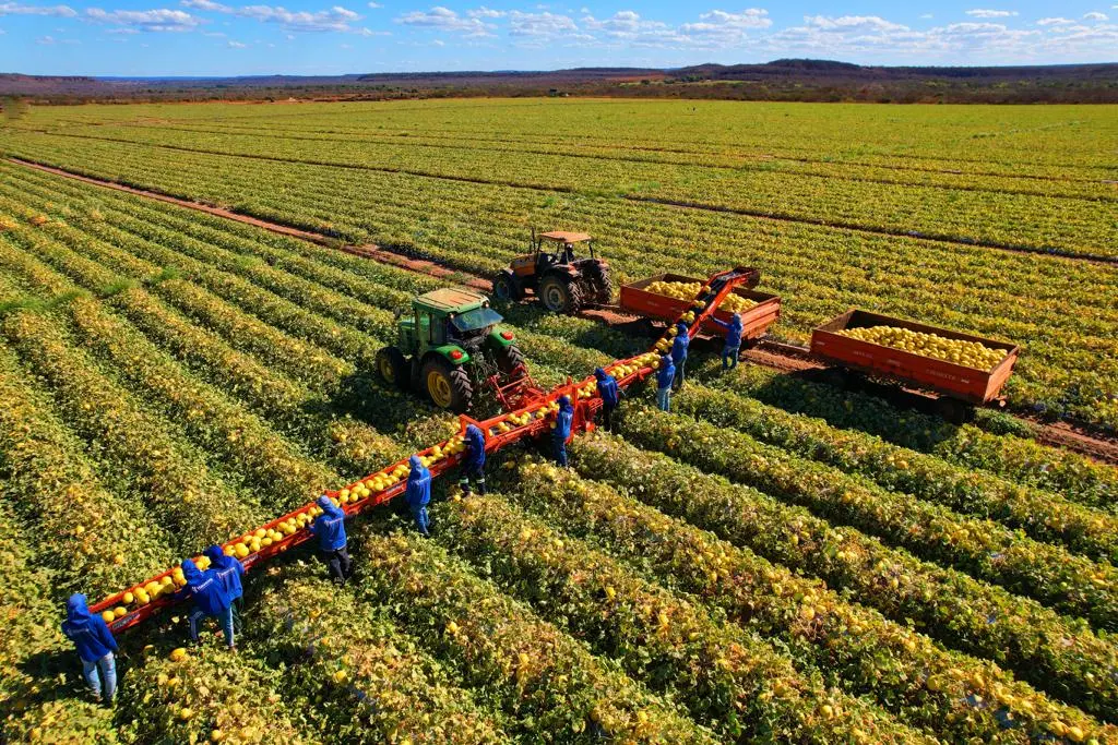 Imagem da notícia: Cearense Cemag lança nova máquina colheitadeira de frutas
