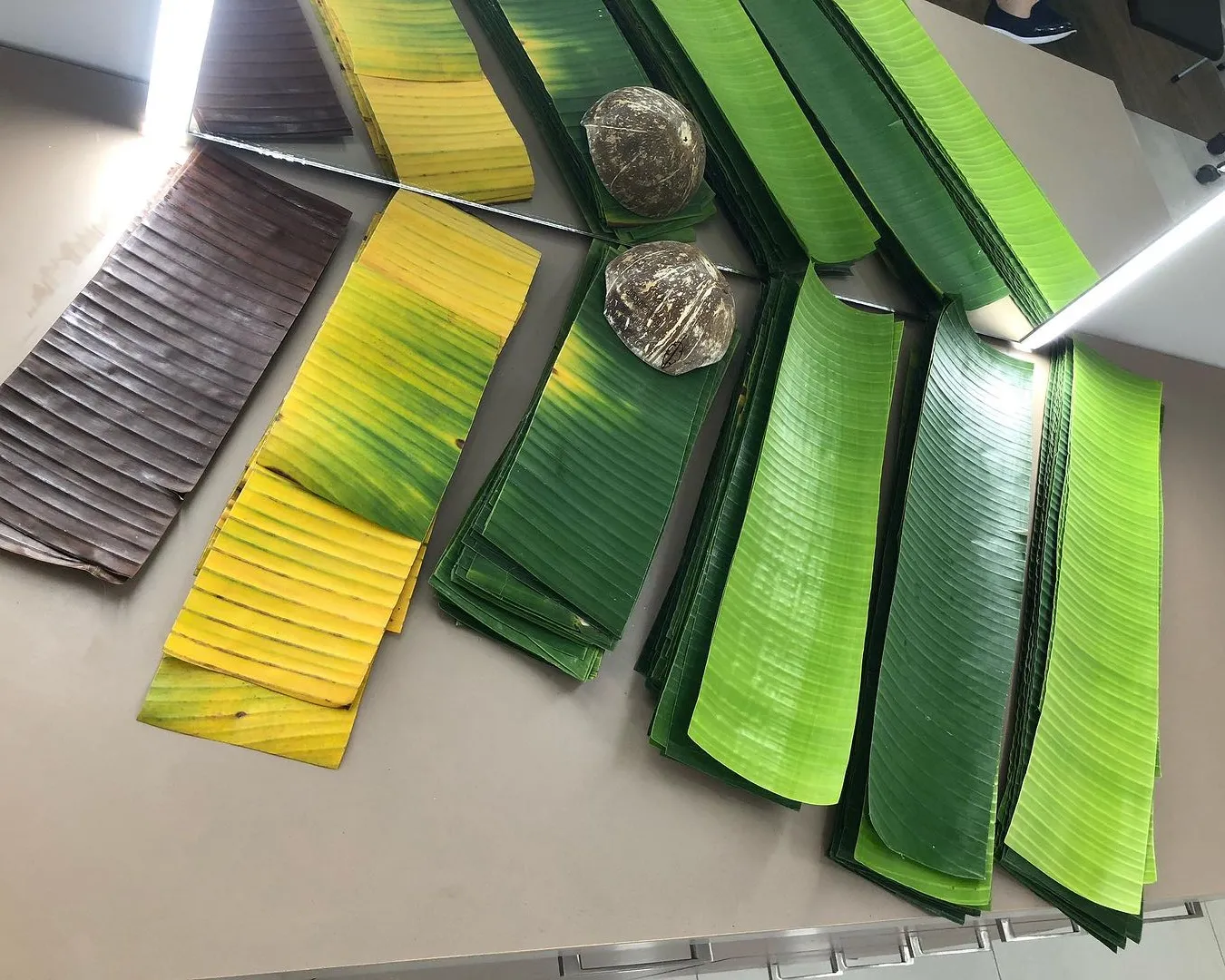 Josué desenvolveu técnica de preparo artesanal das folhas