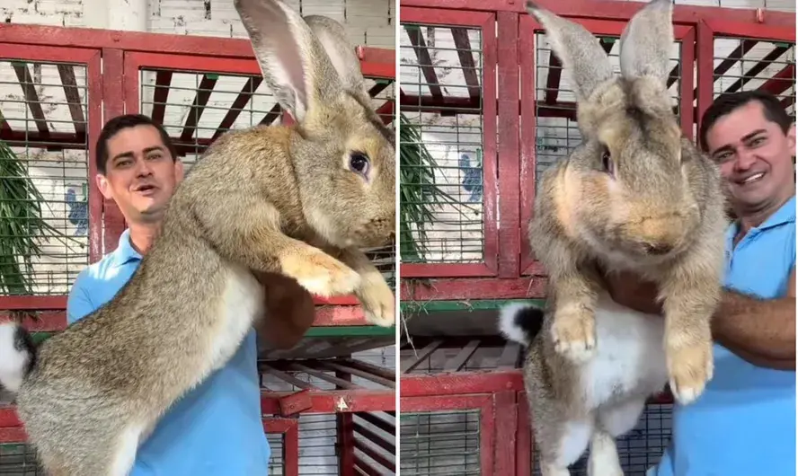 Imagem da notícia: Raça de coelho gigante, do tamanho de um cachorro, viraliza nas redes sociais; veja vídeo