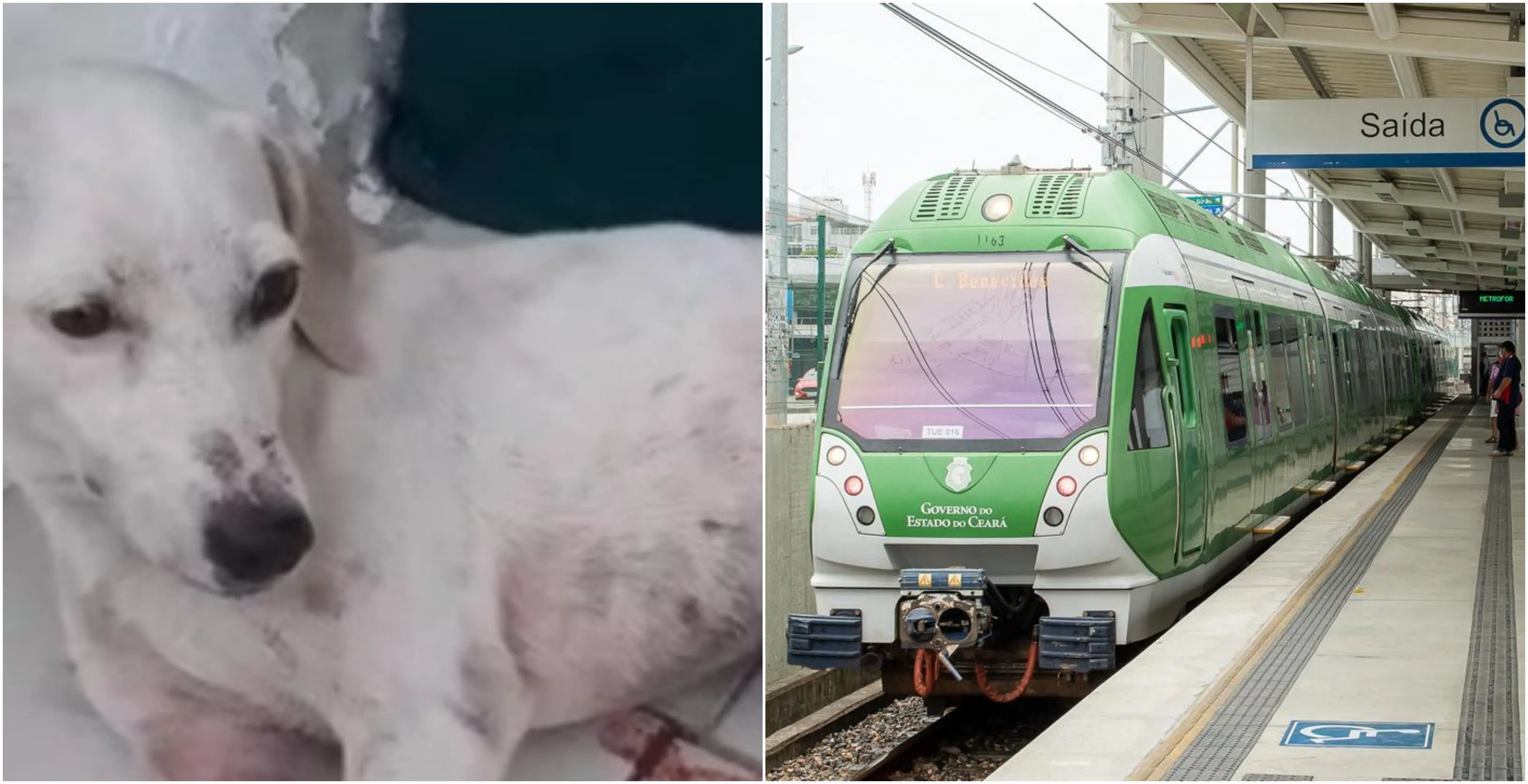 Imagem da notícia: Cadela é atingida por vagão do Metrofor e tem duas patas mutiladas, diz ONG
