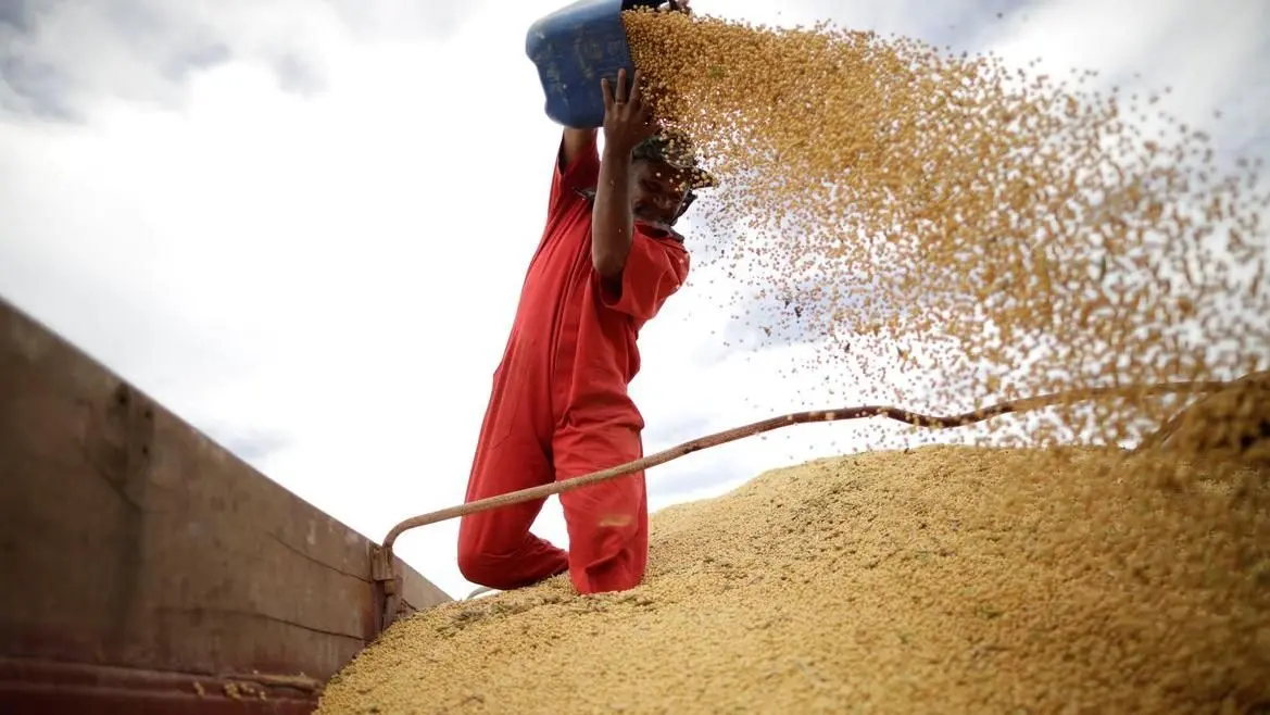 Imagem da notícia: Nordeste brasileiro passa a Índia na produção de soja