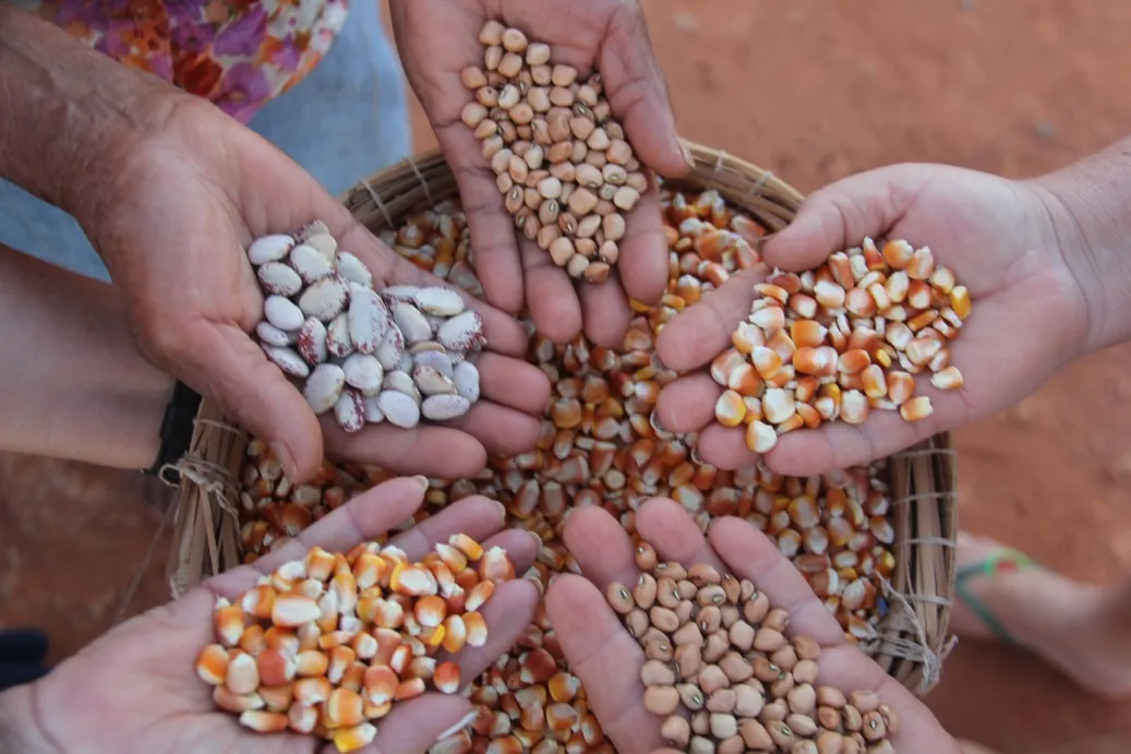 Agricultura familiar mantém boas práticas de sustentabilidade