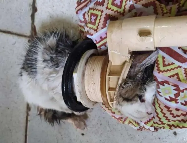 Imagem da notícia: Filhote de gato preso em cano de descarga é resgatado por bombeiros em Juazeiro do Norte; assista