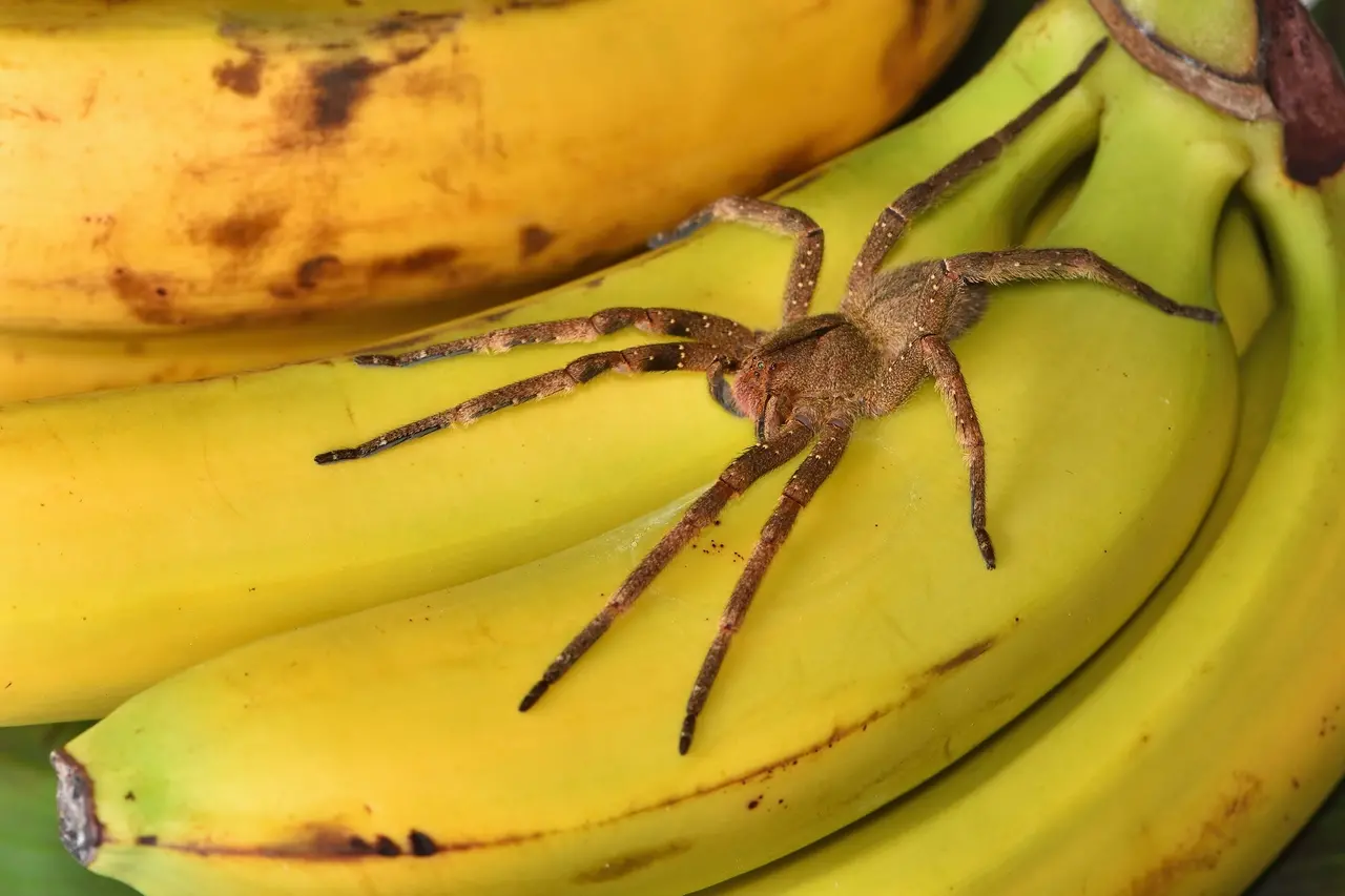 Imagem da notícia: Estudo pretende combater disfunção erétil com veneno de aranha encontrada no Brasil