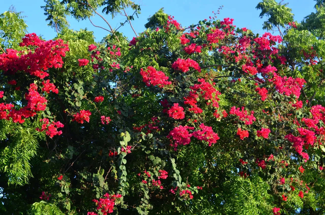 Imagem da notícia: O reflexo das flores anunciam a início da primavera no Nordeste