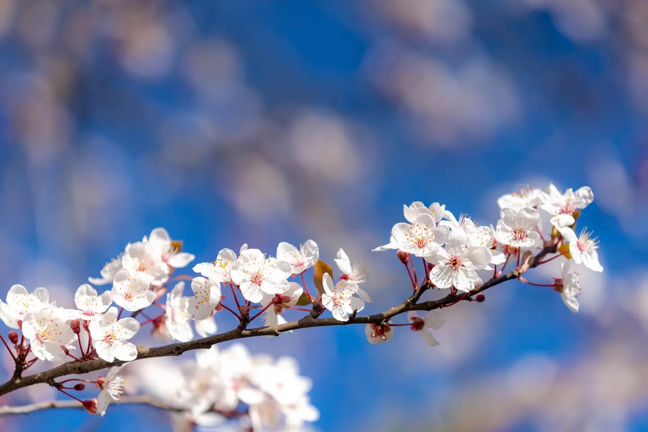 Imagem da notícia: Entenda o que é e quando ocorre o Equinócio de Primavera