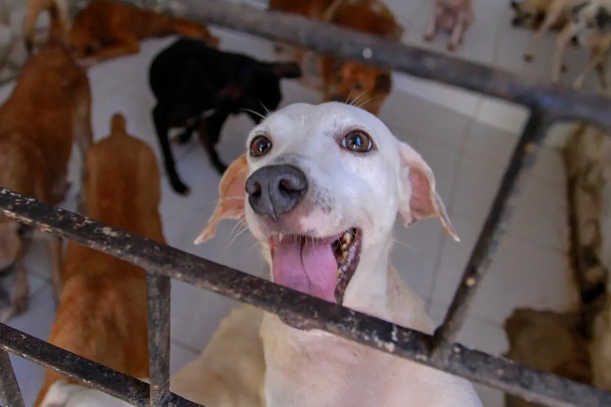 Imagem da notícia: Pauta pet: como os direitos dos animais têm impactado na gestão de prefeituras no Ceará
