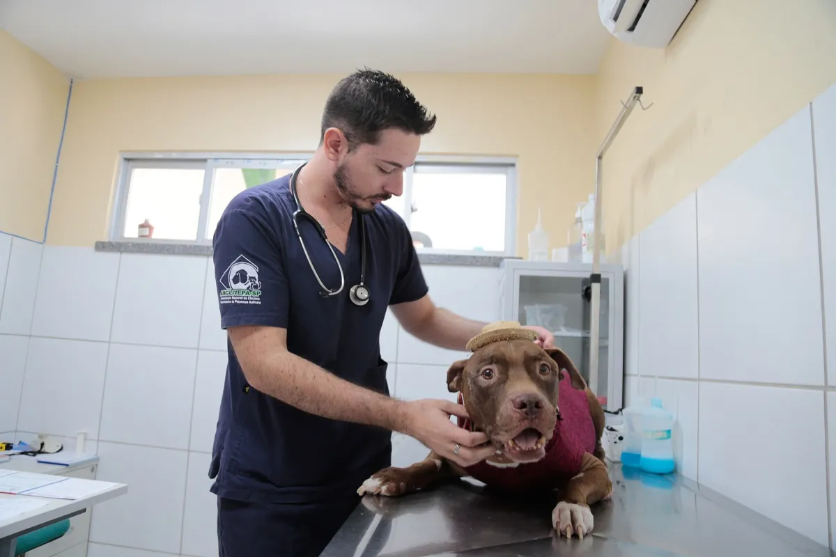 Fortaleza é a única cidade a ter uma clínica veterinária gratuita, a Clínica Jacó, com a oferta de serviços veterinários com complexidades variadas