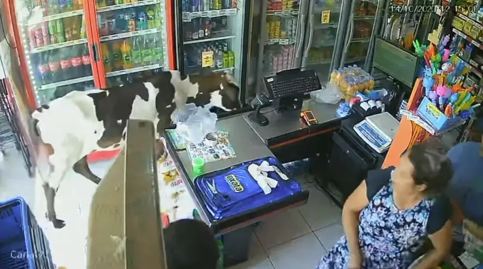Imagem da notícia: Câmera flagra 'passeio' de vaca em mercadinho de Fortaleza; assista