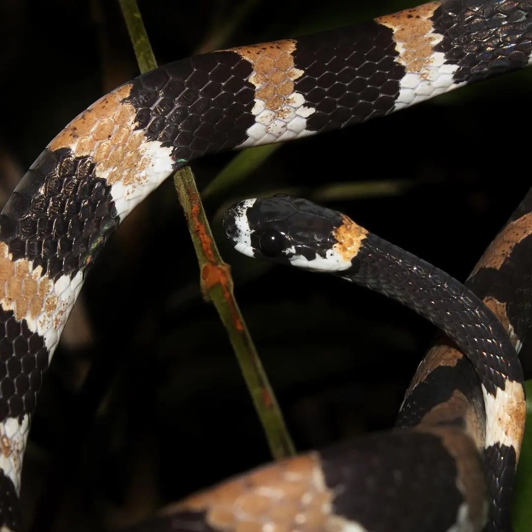 Imagem da notícia: Cobra falante? Cientistas brasileiros registram primeira vocalização de serpente na América do Sul