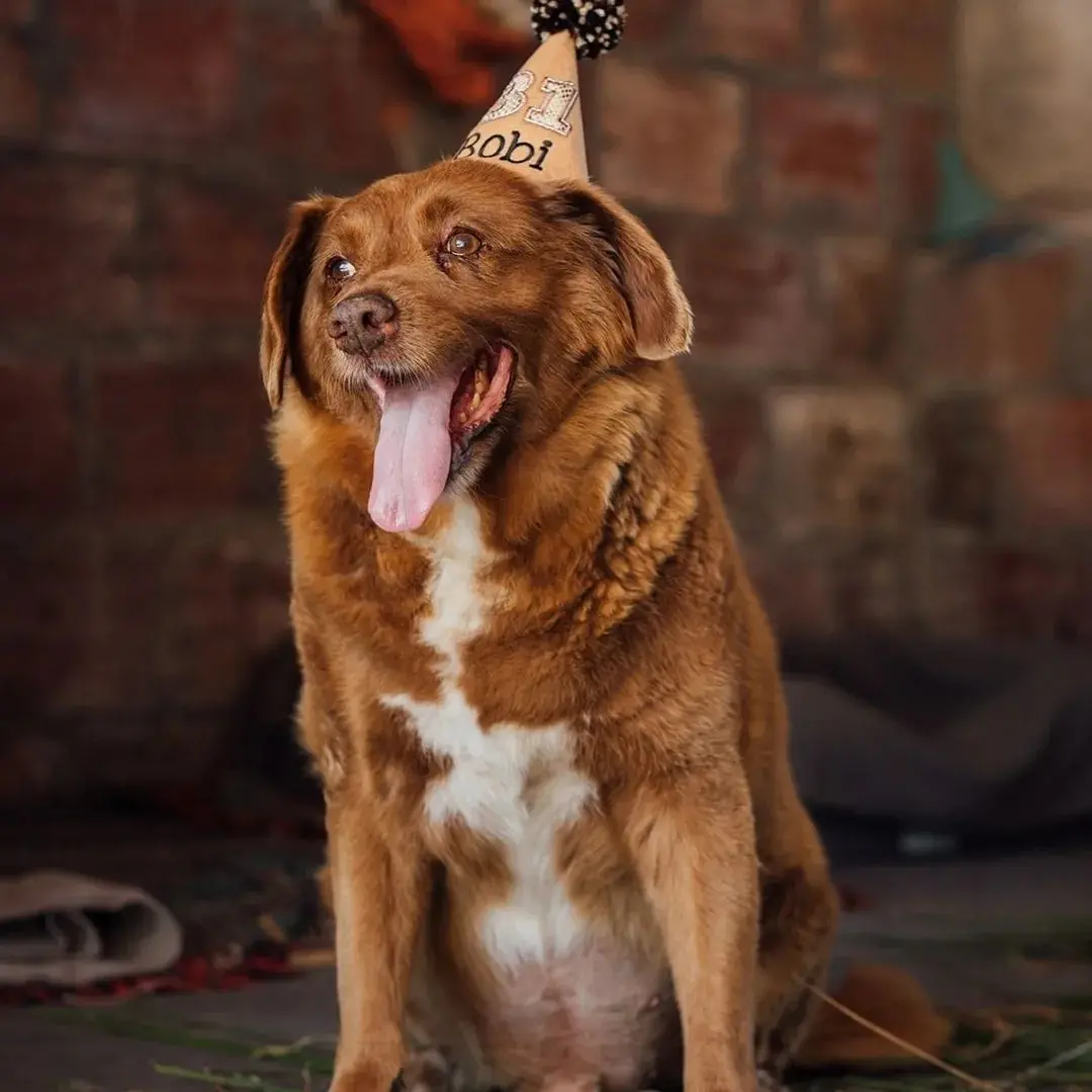 Imagem da notícia: Morre o cachorro mais velho do mundo, aos 31 anos, em Portugal