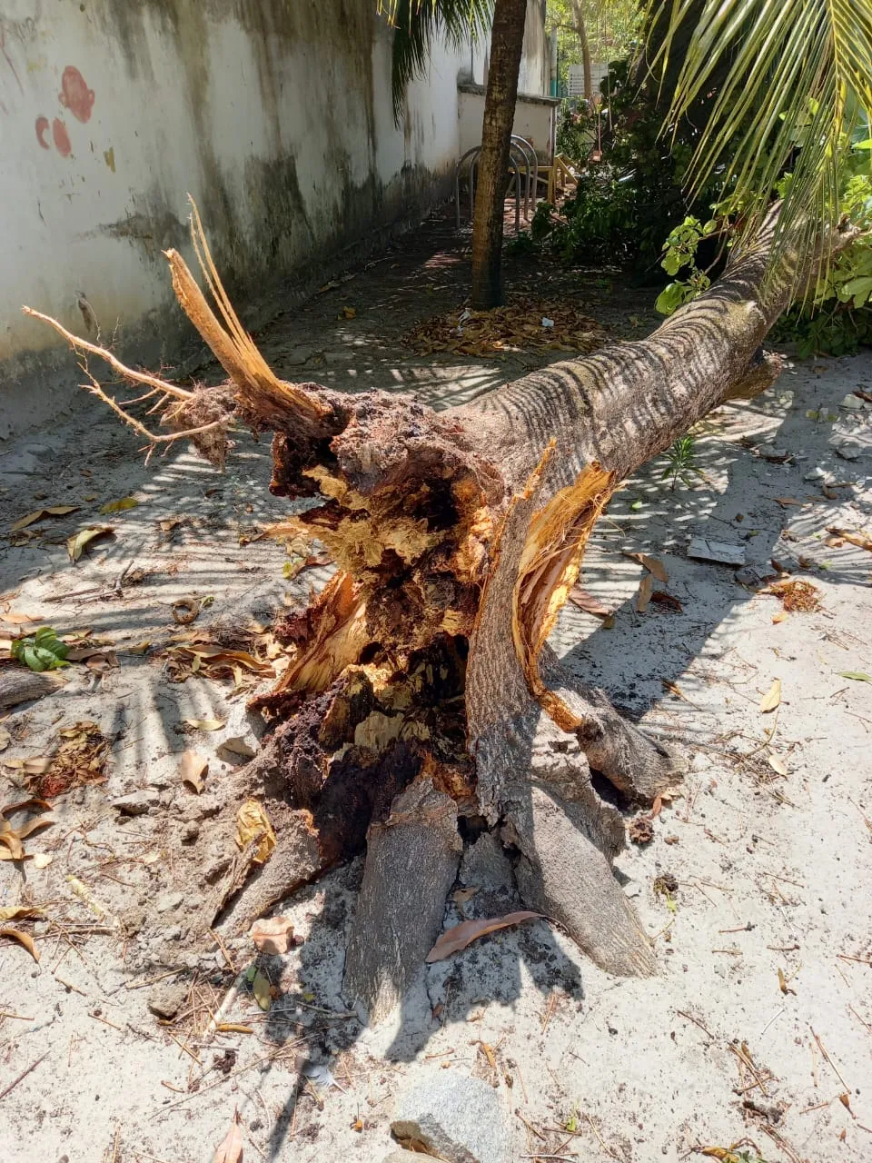 Galerias são feitas na base do tronco e árvores caem completamente