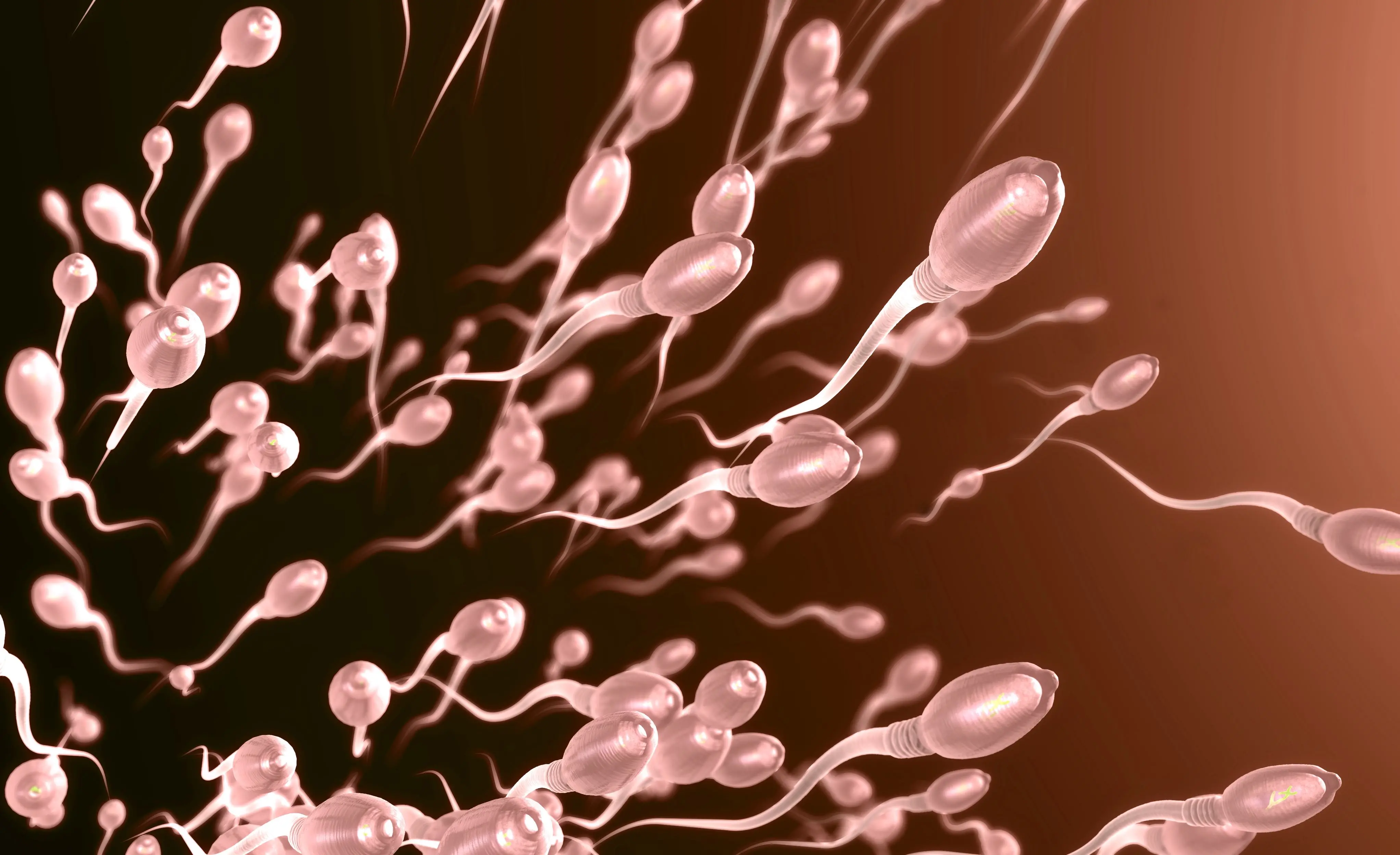 Imagem da notícia: Estudo sugere que espermatozoides desafiam a terceira lei de Newton