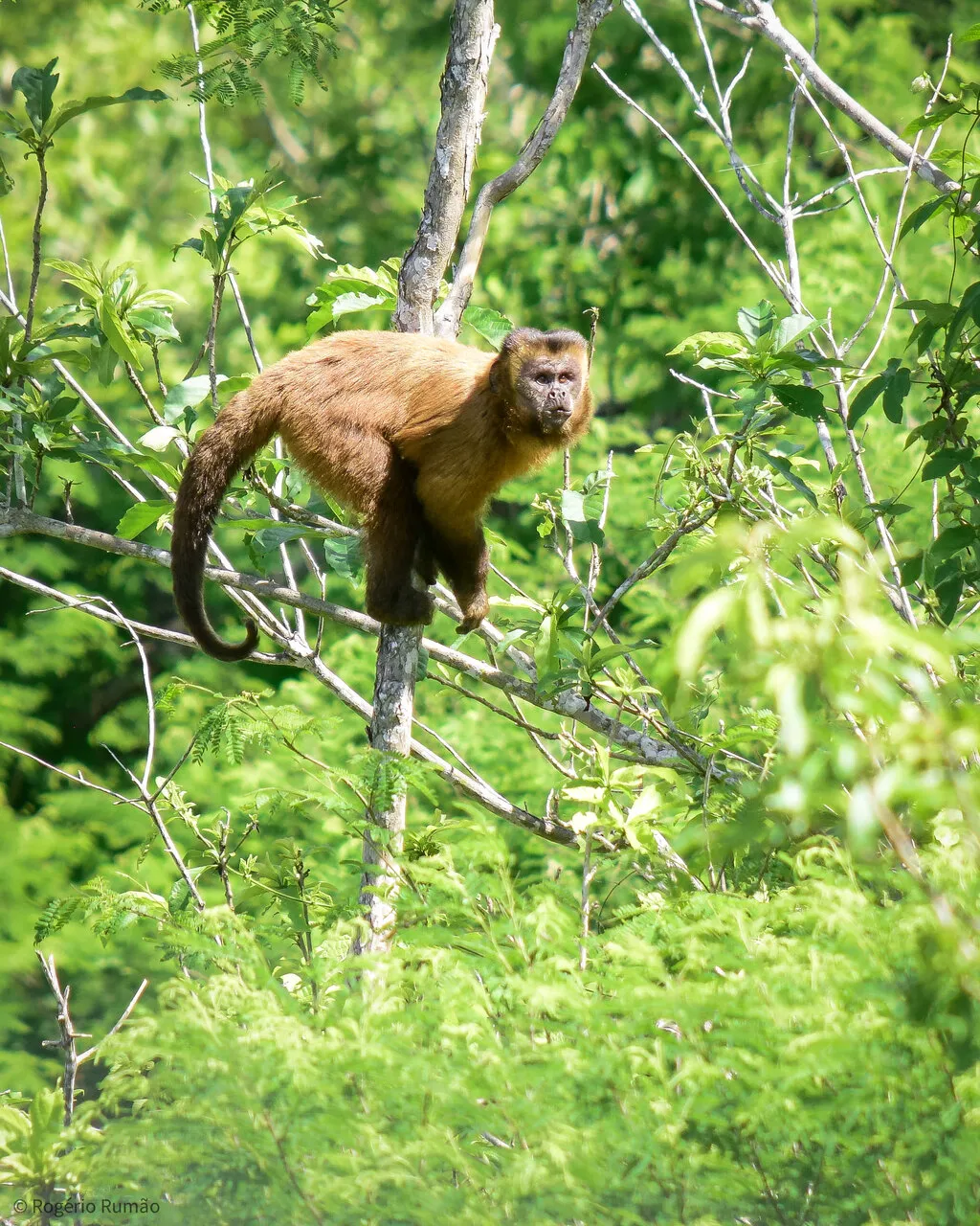 Macaco-prego está entre os animais identificados ainda existentes no Ceará