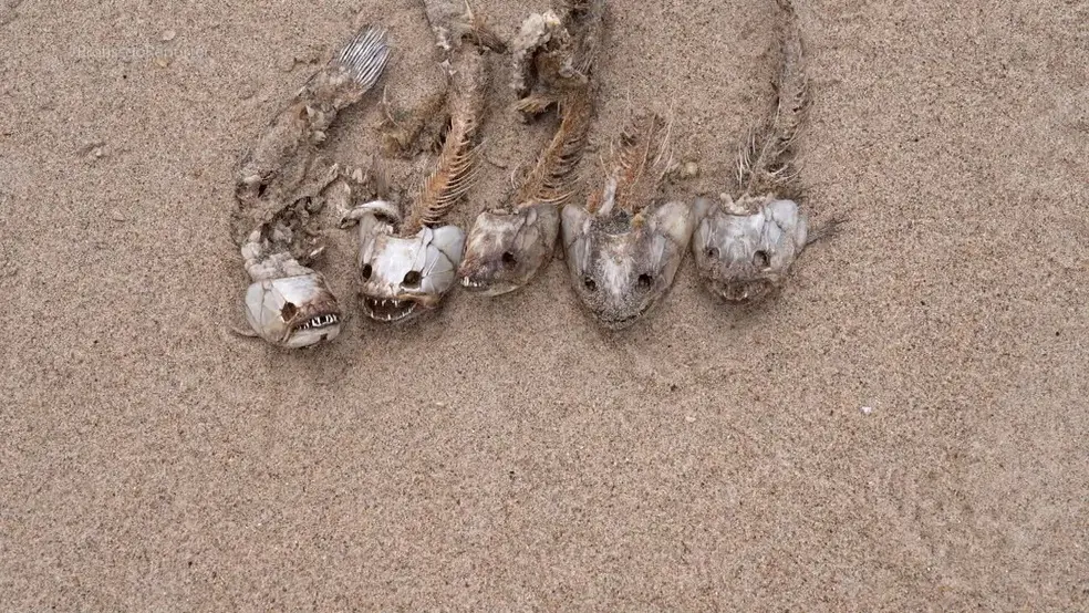 Imagem da notícia: Rio Solimões vira faixa de areia devido à seca no Amazonas; veja vídeo
