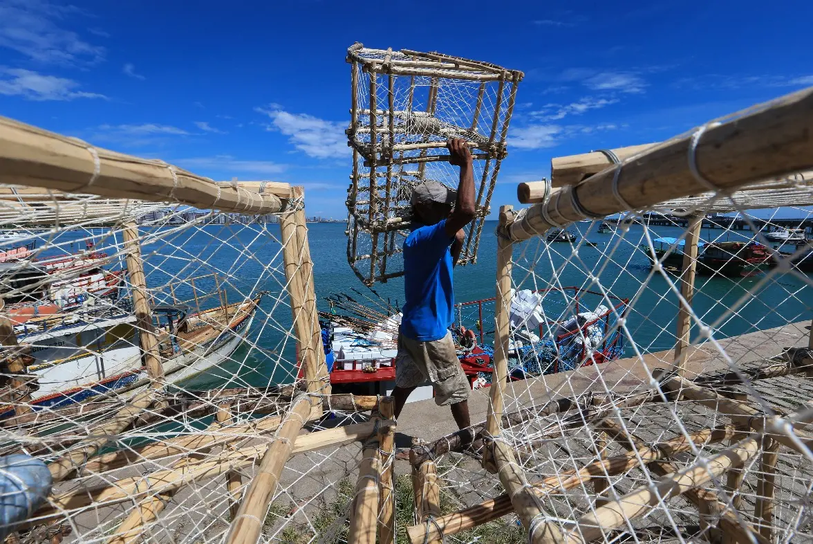 Imagem da notícia: Regras para pesca da lagosta podem mudar com atualização de plano de gestão; entenda
