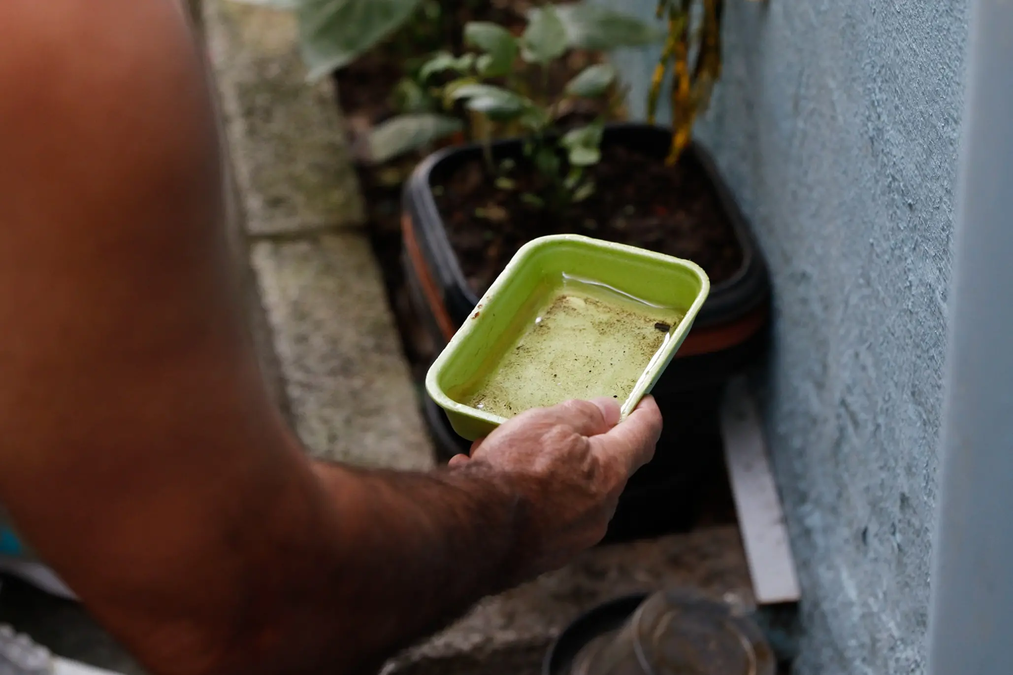 Imagem da notícia: Casos de dengue e chikungunya caem, mas CE tem mais de 1,4 mil registros por mês; veja como prevenir
