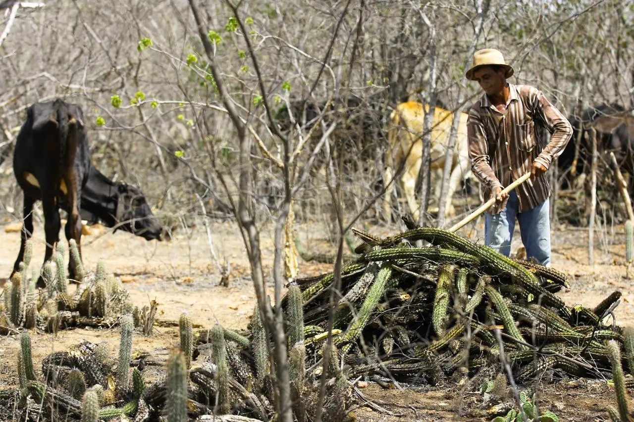 Imagem da notícia: Possibilidade de seca multianual no Ceará gera alerta; relembre quando estado foi afetado
