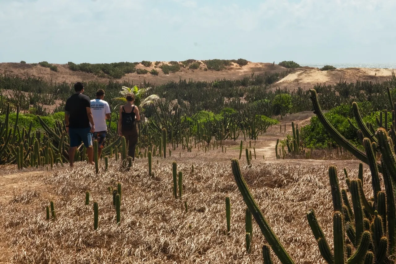 Vale de cactos: um tesouro escondido pertinho da praia
