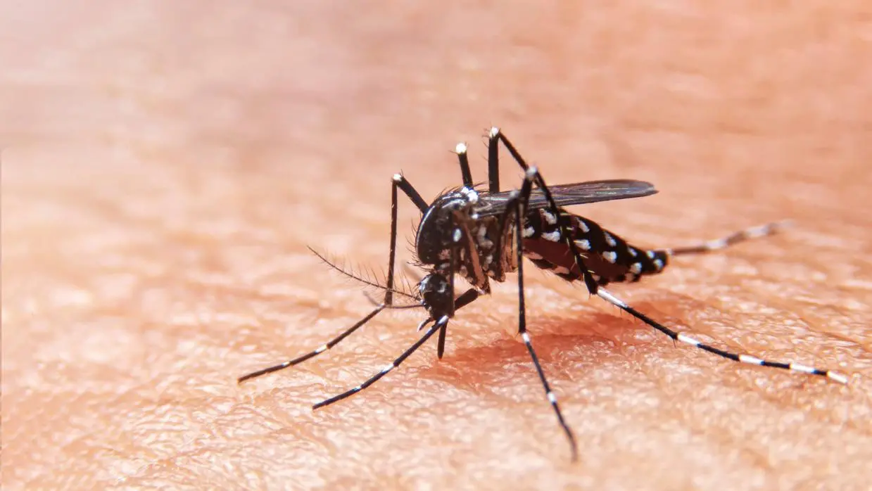 Imagem da notícia: Vacina da dengue é incorporada ao SUS pelo Ministério da Saúde