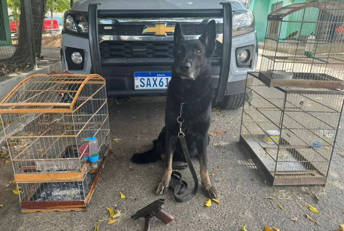 Cães são usados durante operações para combate de animais