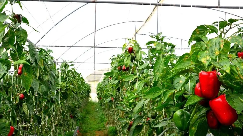 Imagem da notícia: Fruit Logistica 2024: uma feira de inovações tecnológicas