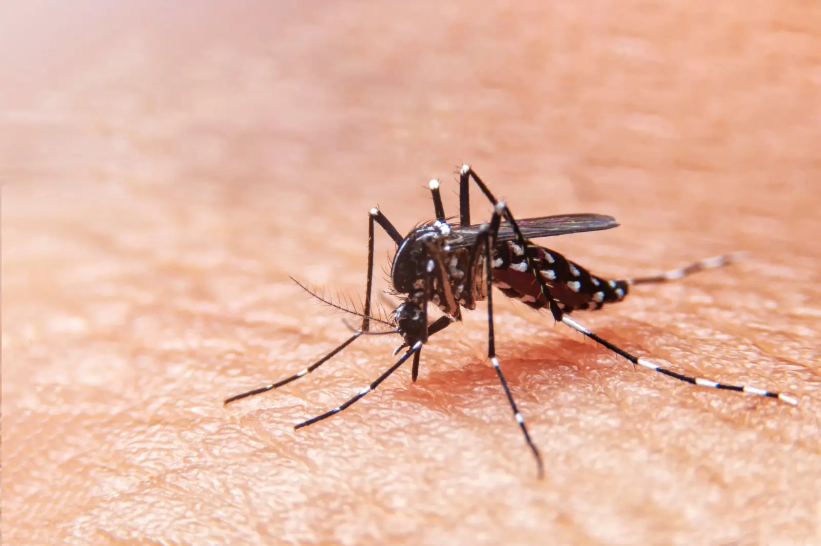 Imagem da notícia: Ceará tem menor número de mortes por dengue desde 2007; Brasil bate recorde de óbitos pela doença