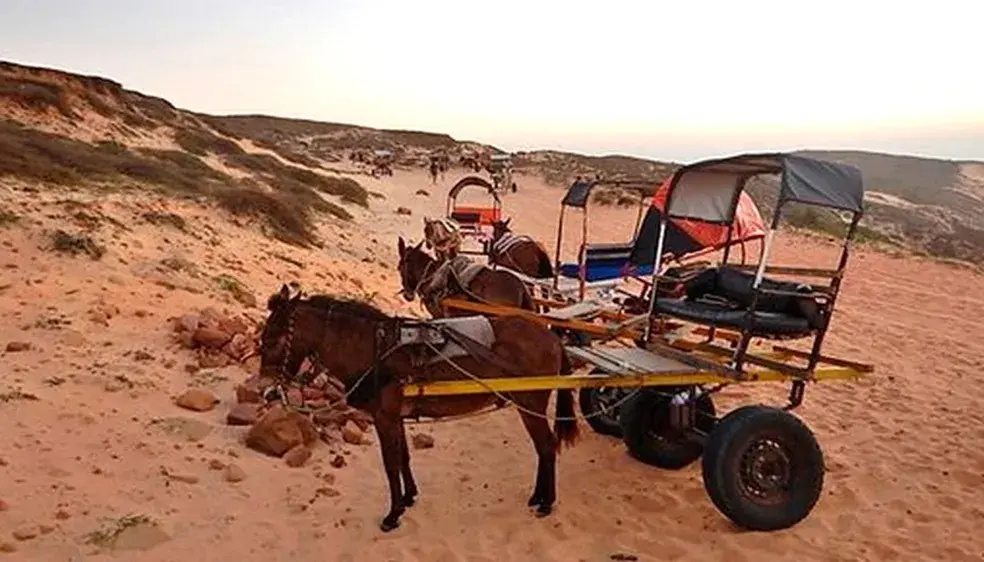 Imagem da notícia: Prefeitura proíbe uso de tração animal para passeios turísticos em Vila de Jericoacoara