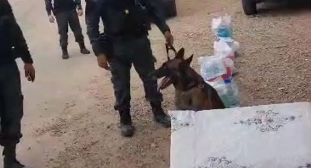 Imagem da notícia: Cão policial encontra 744 gramas de maconha em colchão que seria entregue a preso no Ceará