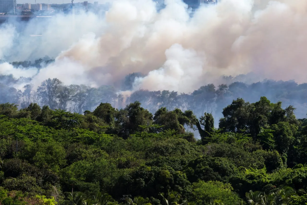 Chamas devastaram vegetação no Parque do Cocó