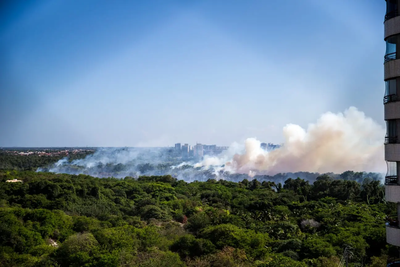 Imagem da notícia: Fogo subterrâneo e solo inflamável: entenda dificuldades para combate a incêndio no Parque do Cocó