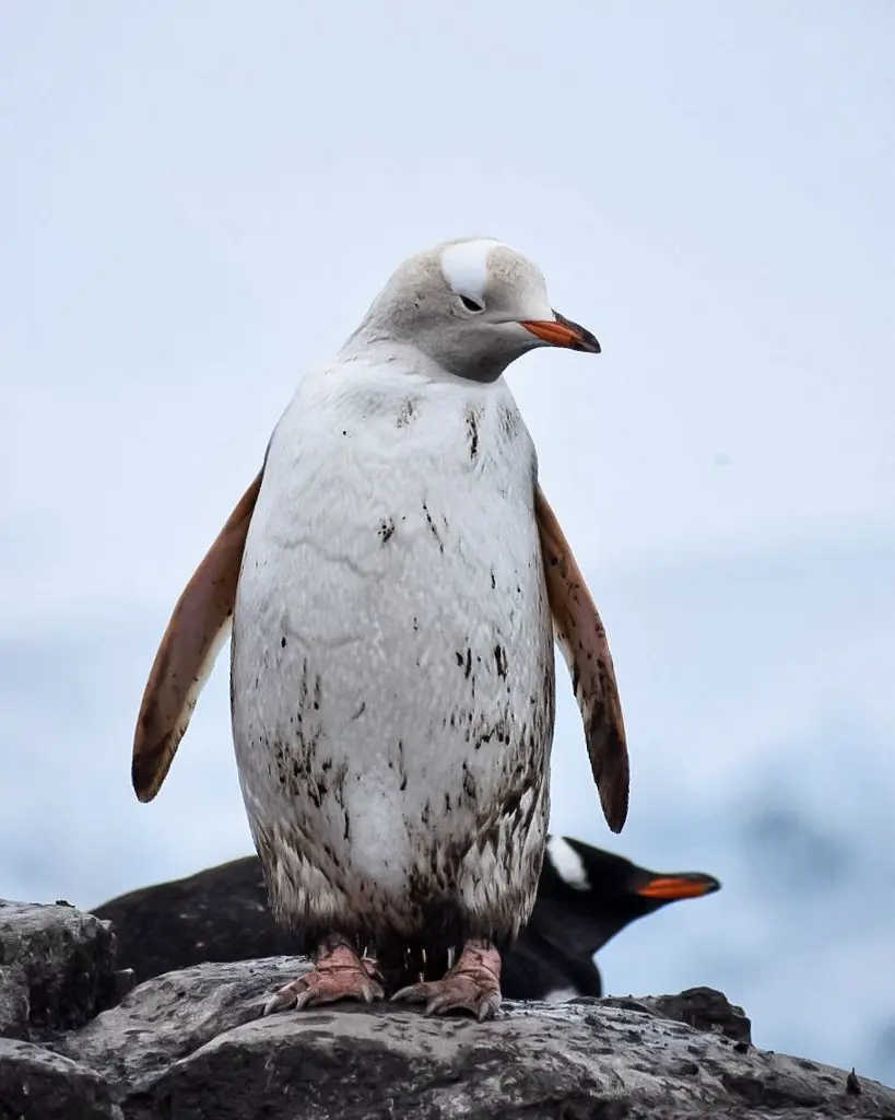 Imagem da notícia: Com alteração genética, raro pinguim sem cor é encontrado na Antártida; veja fotos