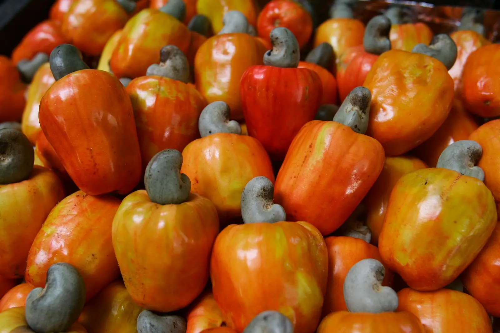 Imagem da notícia: Produção de caju no Ceará enfrenta desafios de baixa produção e concorrência com África e Ásia