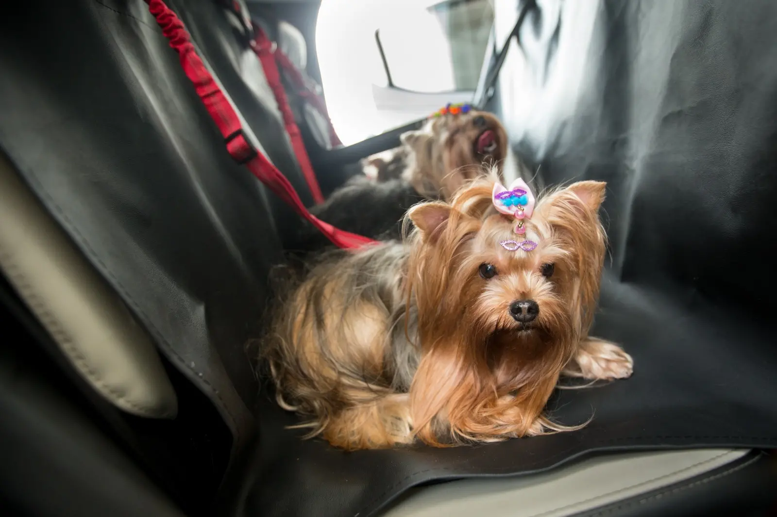 Imagem da notícia: Táxi para pets se popularizam em Fortaleza com mercado em expansão: 'não tem preço esse conforto'